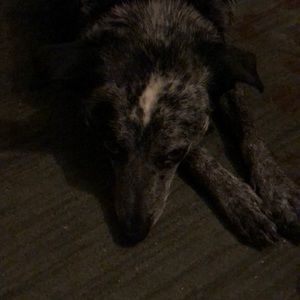 Meet your Posher, Renee